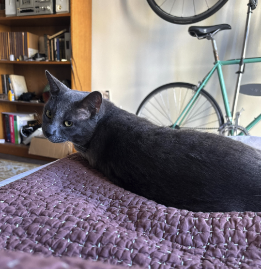 pet image (Carbo)cation